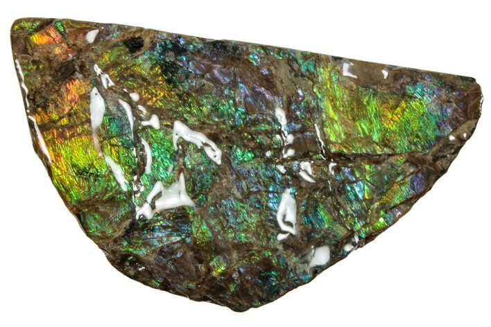 Iridescent Ammolite (Fossil Ammonite Shell) - Alberta #242967
